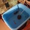 今度はエサを増やし過ぎて浮く金魚