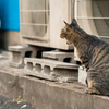 近隣繁華街のねこさん