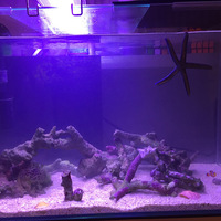 海水魚水合わせ手順 注意点と準備するもの クマノミから始めた海水魚飼育