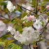 さまざまな桜「マノガ」