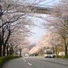 走路の桜