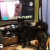 甲斐犬は視覚ハウンドかどうか、の巻〜＿φ(￣ー￣ )メモメモ……