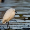 公園の野鳥達（１２月２日）