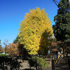 高崎公園周辺散歩　イチョウの黄葉・観音様・秋バラ