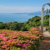 【星ヶ山公園「さつきの郷」】5万株のさつきが咲く草原から海を見下ろす絶景スポット