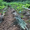 枝豆に枯れ草を、敷きました。