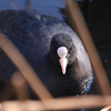 2020/12/22 上野動物園
