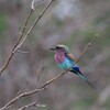 ライラックニシブッポウソウ(Lilac-breasted Roller)