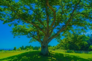 【母校トリビア】受験シーズン直前！文系のための大学受験攻略法～鹿児島県立鶴丸高校