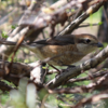 百舌鳥（モズ）のご夫婦　ご臨席