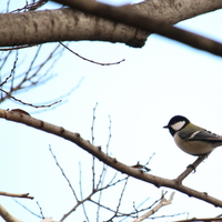 Canon EF-S 55-250mm F4-5.6 IS STMでそこらへんの野鳥を撮ってみまし