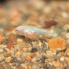 ベタの繁殖（2020/10/09）稚魚期　Beta splendens breeding.Juvenile fish