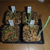 Pedilanthus macrocarpus 1ヵ月半