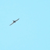 ニシヒメアマツバメ Little Swift