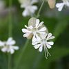 アルプスの花・出産