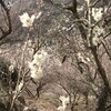 湯河原梅林
