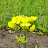 菜の花が咲き始めました🌼