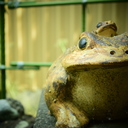 春雨☆サラダ