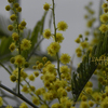 黄色のミモザ　アカシア　mimosa　Acacia