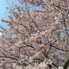 1年振り返り＠息子小1、娘年少の2025年度
