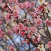 １本の梅の木に紅白の花が咲く「枝変わり」「源平咲」