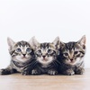 【ペット】猫『飼うんじゃなかった』なんて後悔して欲しくない！飼う前に知っておいて欲しい猫との暮らし“大変な部分”をご紹介します！
