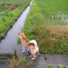 夏至の今日・・・なんて日だ！