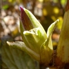 紫陽花の新芽