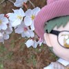 桜を見に行きました※春に