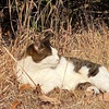 【地域猫】Vol.38 ブチコ捕獲失敗