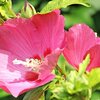 再婚承認を要求します 270話 外伝 8話 ノベル ネタバレ ソビエシュと同じ瞳を持つエルギ