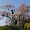 水佐代獅子塚古墳・お立符の桜　長野県飯田市松尾水城　古墳と桜の飯田紀行（14）