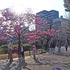 天城吉野　大島桜　ケヤキ　2026.3.22