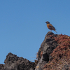 ◆'23/05/20　鳥海山・鉾立より④…外輪・御室分岐～文殊岳