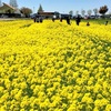 菜の花　道の駅あいとうマーガレットステーションへ