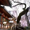 氷室神社の枝垂れ桜と鹿