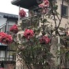 薔薇