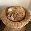 美味しいプチトマト
