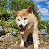 老犬ホームあん｜新人さん エミル＾＾