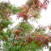 9月6日　層雲峡・黒岳の紅葉は・・・