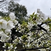 2024-0071【20240328】強く吹く風と桜の花たち