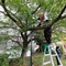 けっこう肘がきつかった木の上にて