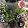 去年買った割引のラナンキュラス　芽が出た～～。