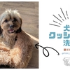 犬のクッションを洗う