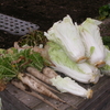 大根と白菜を収穫