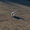 西九州離島のねこさん