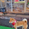 北海道、北湯沢温泉のホロホロ山荘へ犬連れの旅