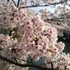 疎水沿いの桜と鴨川の桜