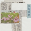 神原町花の会・花美原会 (153 )　　咲き始めたコスモス花畑の報道