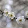 梅の花咲きて散りぬと人は言へど･･･巻第3-400
